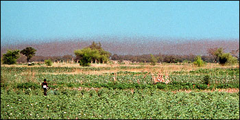 Photograph of Locust Swarm in Madagascar