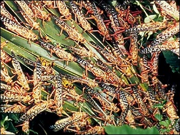 Photograph of Feeding Locusts