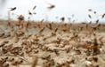 http://plus.maths.org/latestnews/sep-dec07/complex/locusts.jpg